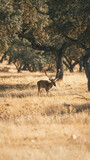 Gamo- fallow deer