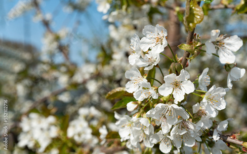 Flowering cherry trees. Branches of a tree with white flowers in close-up. Flowering of fruit trees in spring. The flowers of the fruit tear of sweet cherries.