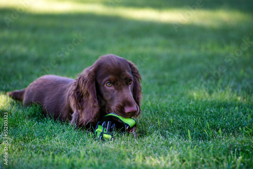 dog in grass