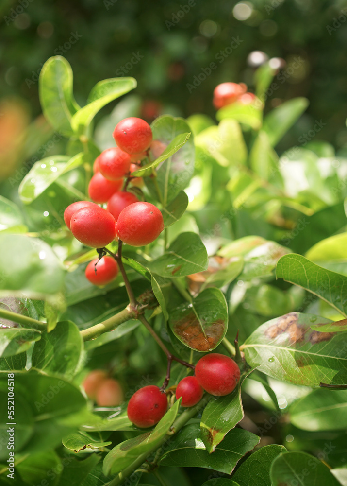 Karanda fruit blossom on tree, Tropical fruit