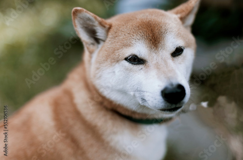 にんまりする柴犬