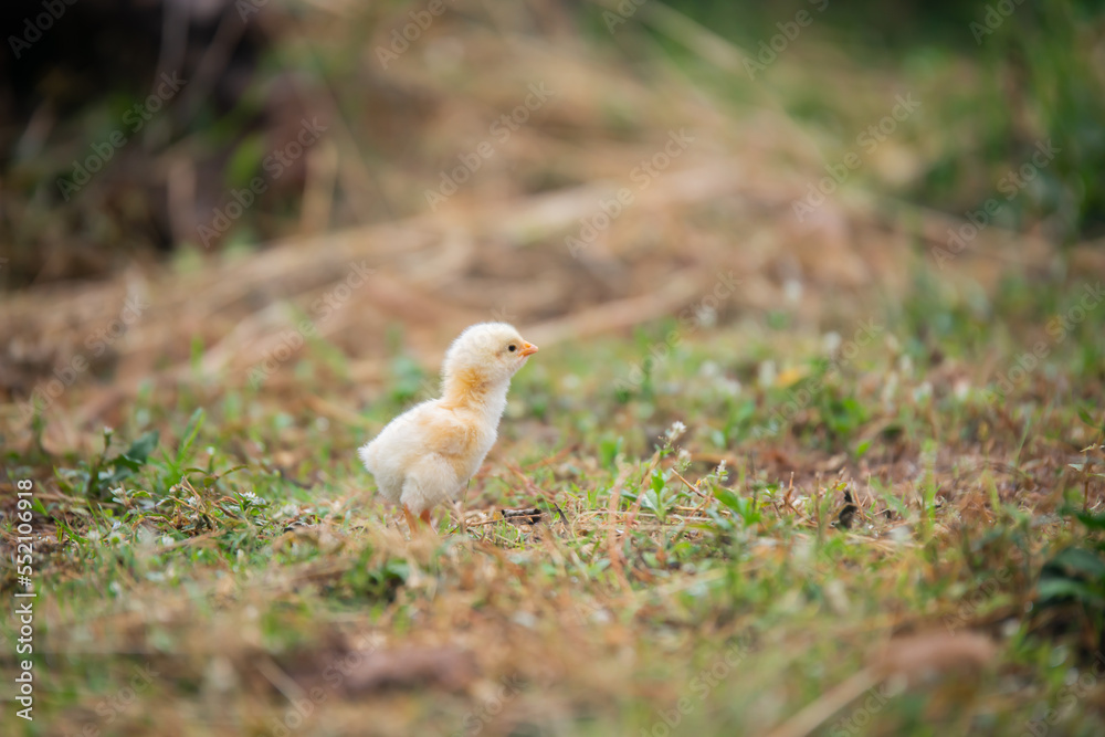 Chicks walking for food on the grass