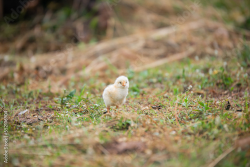 Chicks walking for food on the grass