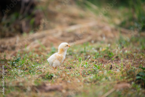Chicks walking for food on the grass