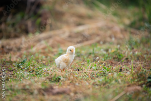 Chicks walking for food on the grass