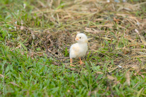 Chicks walking for food on the grass