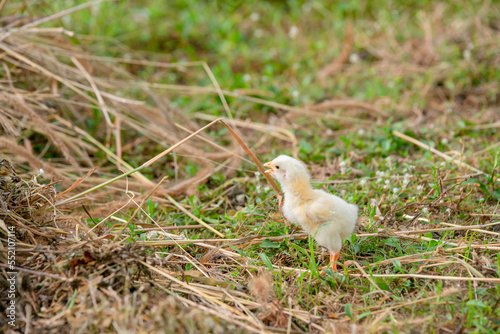 Chicks walking for food on the grass