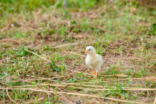Chicks walking for food on the grass © Jinnawat