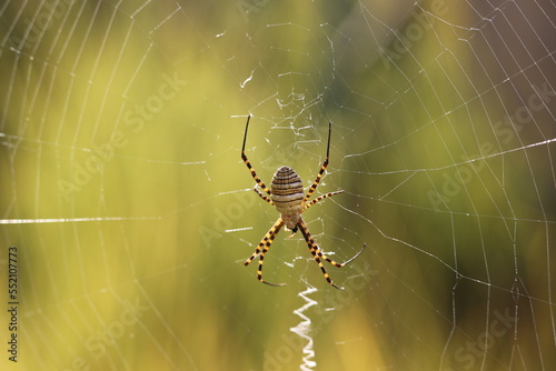 Banded garden spider (argiope trifasciata) on the net