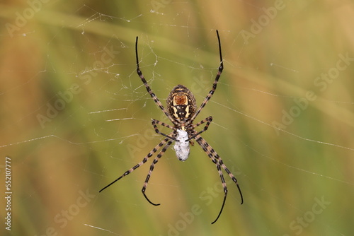 Banded garden spider (argiope trifasciata)
