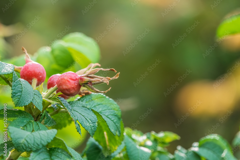 Autumn or summer nature background with rose hips branches in the sunset light. The rose hip or rosehip, also called rose haw Autumn or summer nature background with rose hips branches in the sunset light. The rose hip or rosehip, also called rose haw