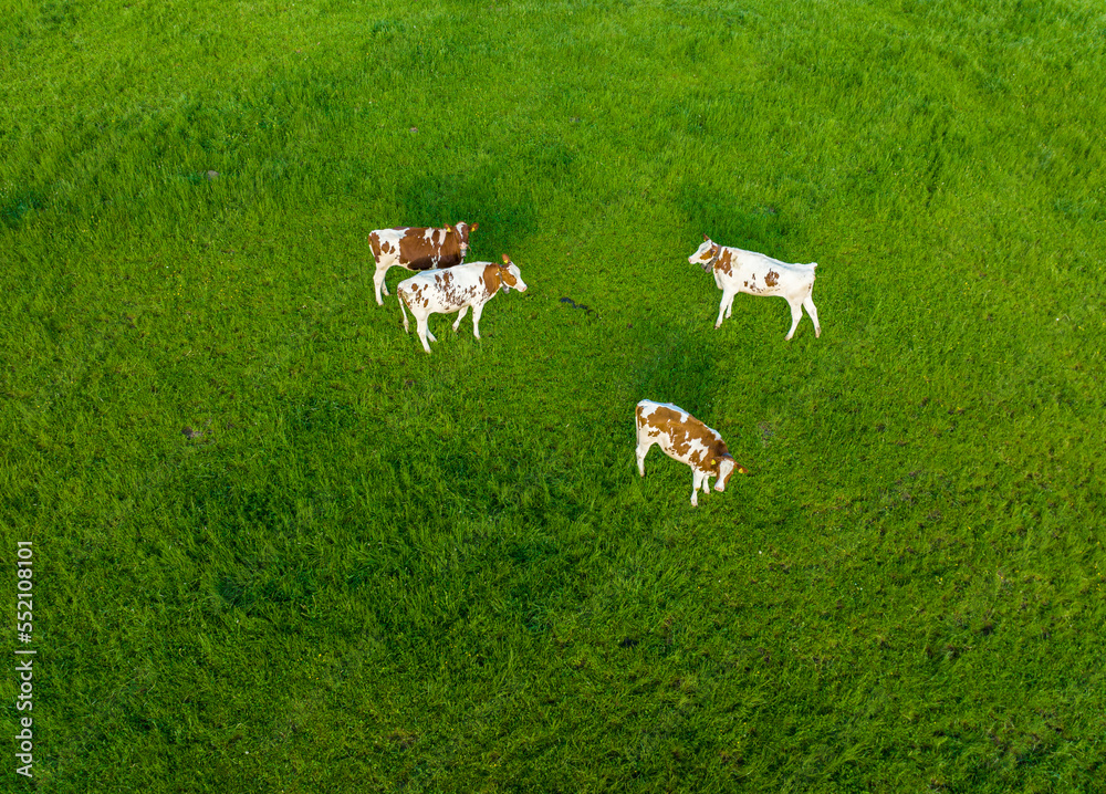 Obraz premium Aerial view of cows on green pasture. Concept of dairy farming in Switzerland.