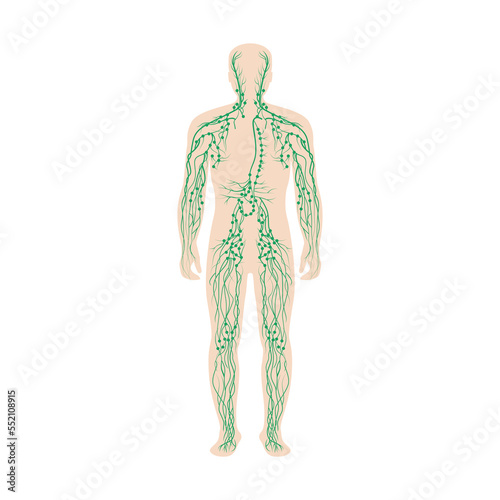 The lymphatic system labeled on a male body photo