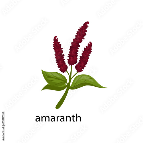 Amaranth cereal crop cartoon illustration. Amaranth with leaves isolated on white background. Plant, flowers concept
