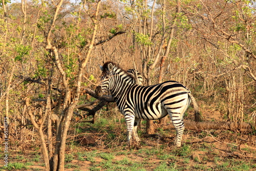 Cape Mountain Zebra  Equus zebra   Kruger National Park  South Africa.