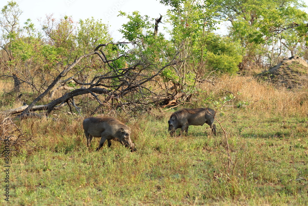 Warthog, Kruger National Park, South Africa Warthog, Kruger National Park, South Africa