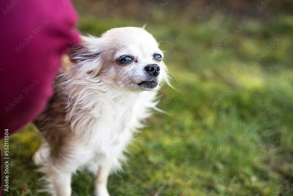 old chihuahua dog playing with vet old chihuahua dog playing with vet