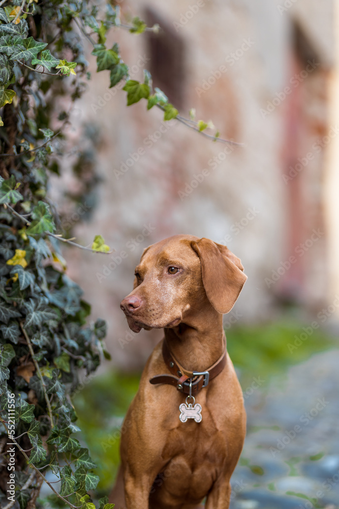 Adorable urban portrait of a sitting Hungarian Shorthaired Pointer Vizsla