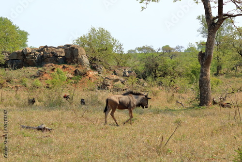 Blue Wildebeest (Connochaetes taurinus) grazing in Kruger national park, South Africa