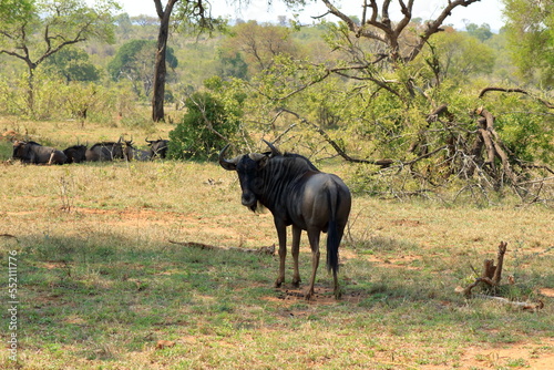 Blue Wildebeest (Connochaetes taurinus) grazing in Kruger national park, South Africa