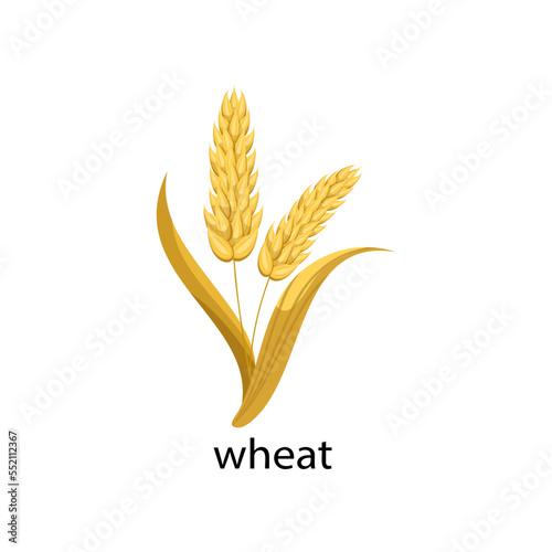 Wheat cereal crop cartoon illustration. Wheat with leaves isolated on white background. Plant, flowers concept