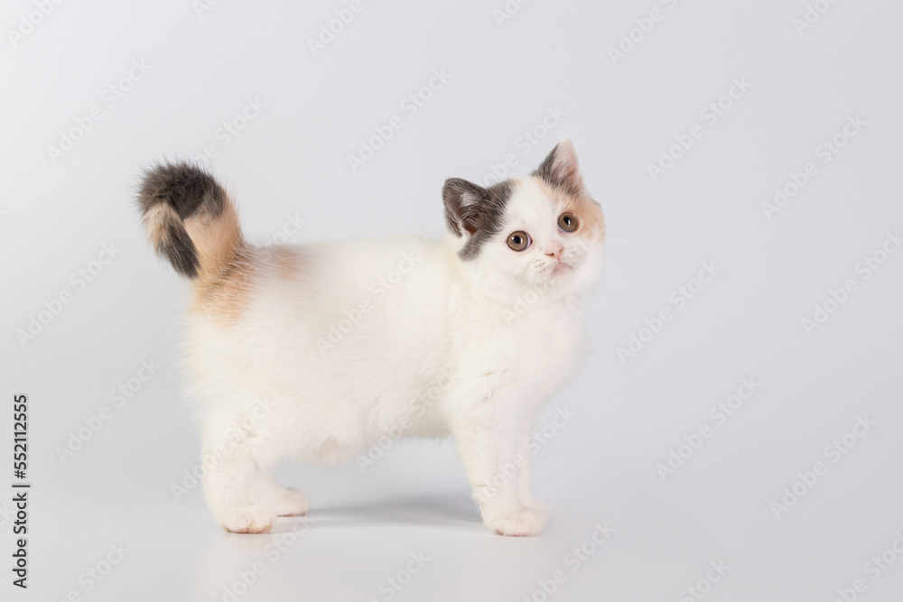 Purebred white kitten with spots in motion on white studio background. Cat is walking, paws, tail are visible. Copy space. Side view Purebred white kitten with spots in motion on white studio background. Cat is walking, paws, tail are visible. Copy space. Side view