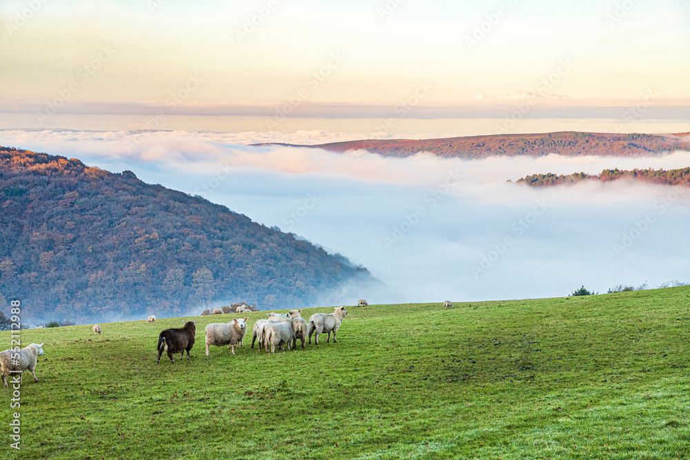 Obraz premium Sheep grazing in a field overlooking the mist filled valley of Horner Water to Bossington Hill and Minehead North Hill on Exmoor National Park at Cloutsham, Somerset, England UK