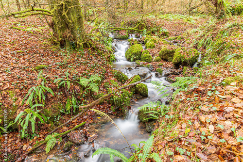 Autumn beech leaves, ferns and moss beside a stream in Tarr Steps Woodland National Nature Reserve in Exmoor National Park near Liscombe, Somerset, England UK photo