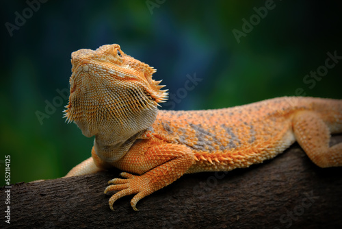 Foto bearded dragon lizard