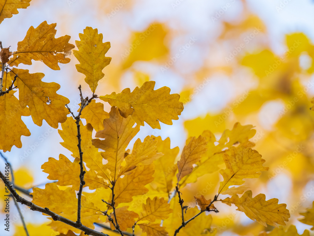 Fototapeta premium Oak branches with yellow leaves in autumn park