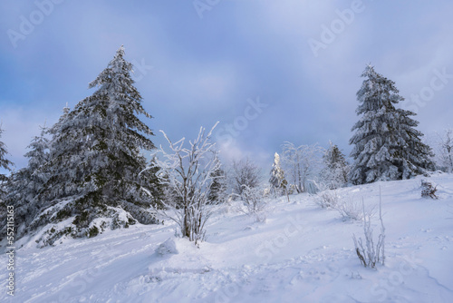 Snow-covered landscape on the Gro  er Feldberg in the Taunus Germany