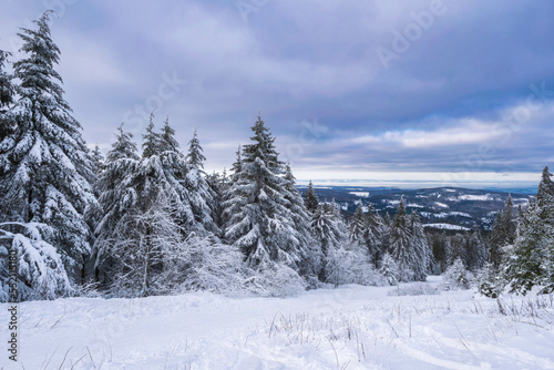 Snow-covered landscape on the Gro  er Feldberg in the Taunus Germany