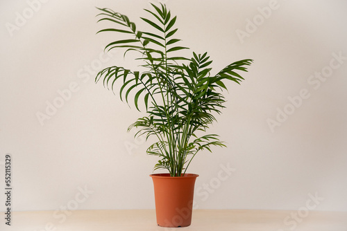 淡色の背景に緑のテーブルヤシの鉢

