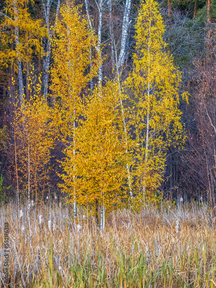 Fototapeta premium Trees with orange, green and yellow leaves in the autumn forest.