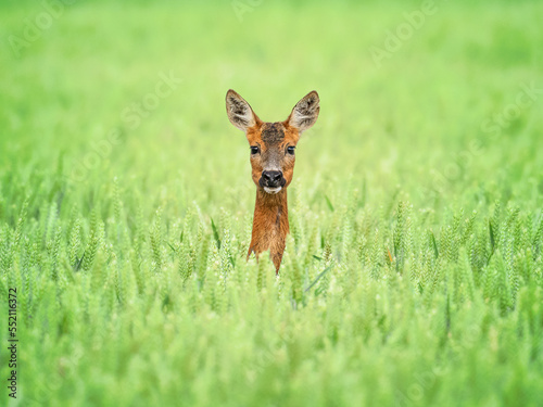 Roe Deer in a field 