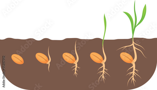 Growing seed stages. Plant growth proccess in soil photo