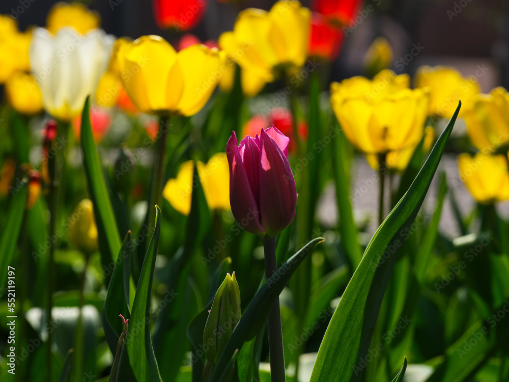 Beautiful tulips flowering in the garden in sunny day. Beautiful tulips flowering in the garden in sunny day.