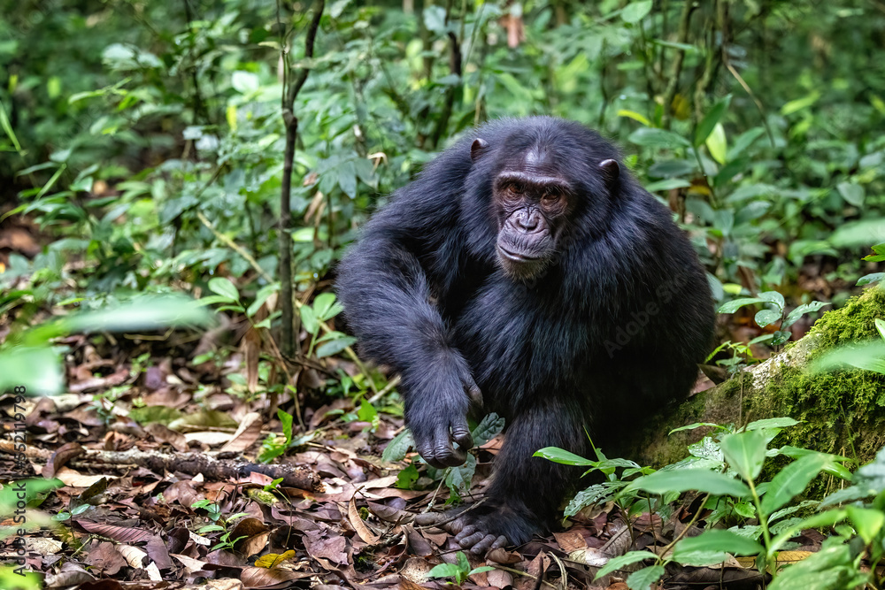 Adult chimpanzee, pan troglodytes, in the tropical rainforest of Kibale National Park, western Uganda. The park conservation programme means that some troupes are habituated for human contact Adult chimpanzee, pan troglodytes, in the tropical rainforest of Kibale National Park, western Uganda. The park conservation programme means that some troupes are habituated for human contact