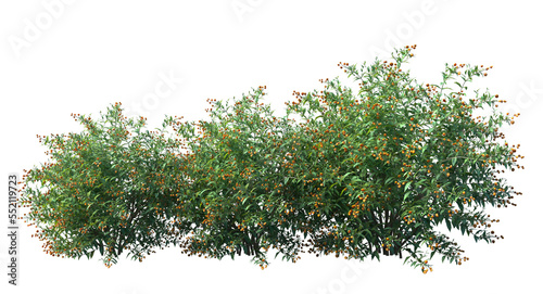Stampa su tela small tree png image_ small bush in transparent background_png flower tree _ tre