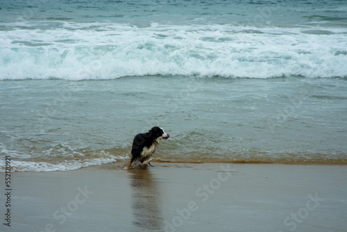 Perro y playa