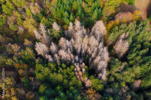 Des sapins morts par le scolyte dans une forêt du Morvan photo