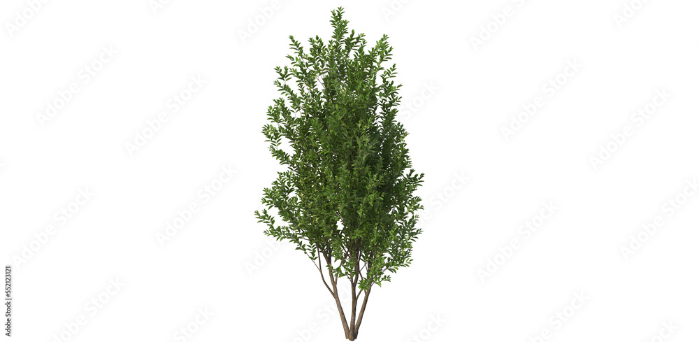 PNG TREE_ small tree png_tree in transparent background Stock
