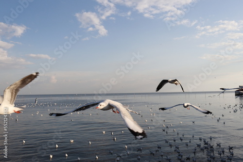 seagulls flying on the beach