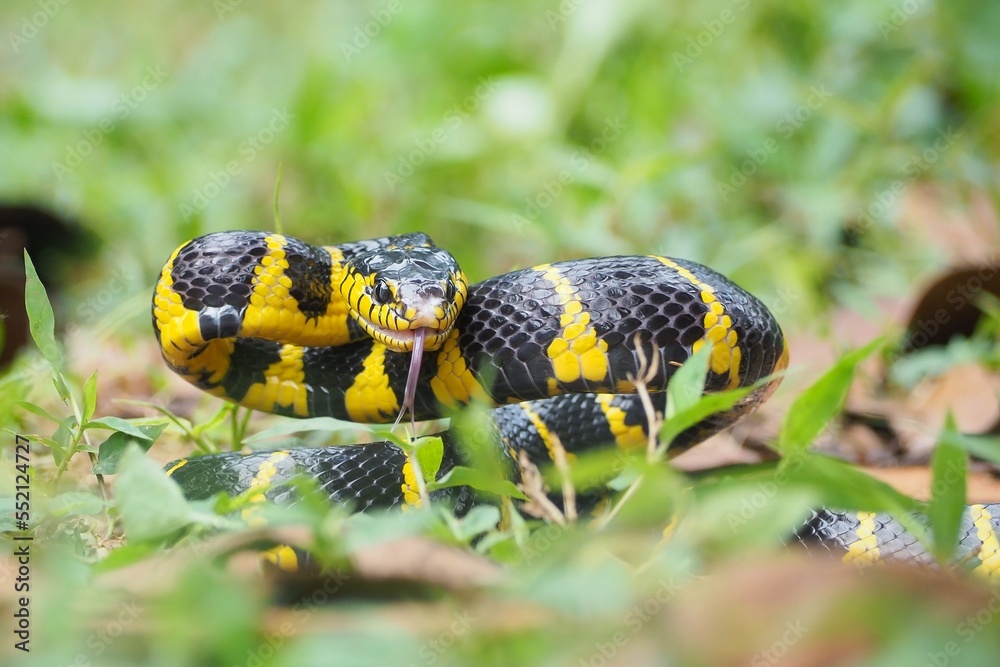 Boiga snake dendrophila yellow ringed, animal closeup, animal attack