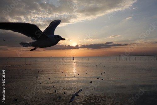 seagull bird flying on the beach at sunset