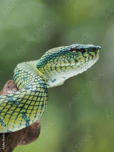 Green Pit Viper snake (Tropidolaemus subannulatus) on a branch