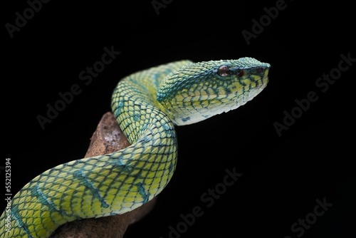 Green Pit Viper snake (Tropidolaemus subannulatus) on a branch