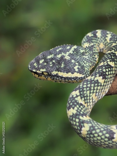 Tropidolaemus wagleri snake closeup on the branch, Viper snake, Beautiful color wagleri snake "Tropidolaemus wagleri"