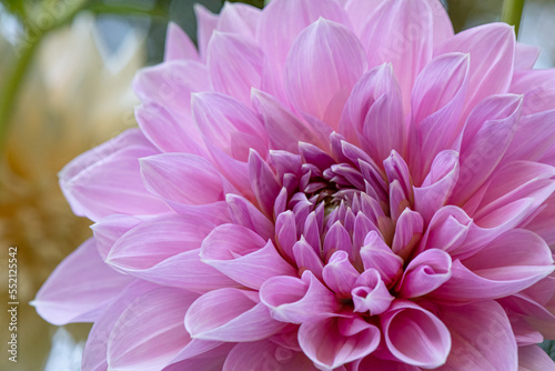 Lavendar Perfection Dahlia Flower Close Up