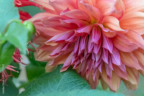 Belle of Barmera Dahlia Flower photo